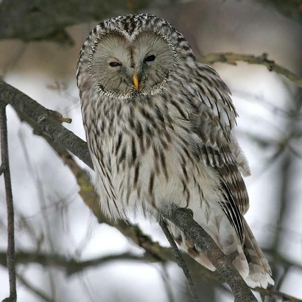 Viirup�ll� Ural Owl(Strix uralensis)