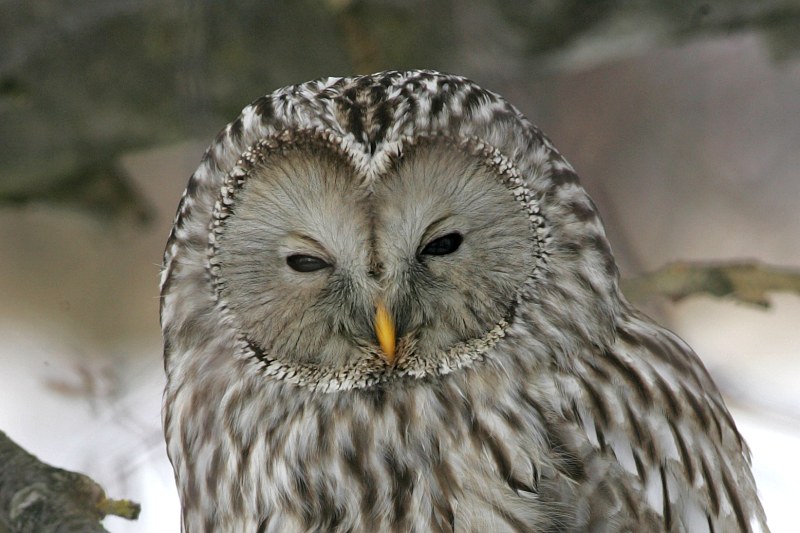 Viirup�ll� Ural Owl(Strix uralensis)