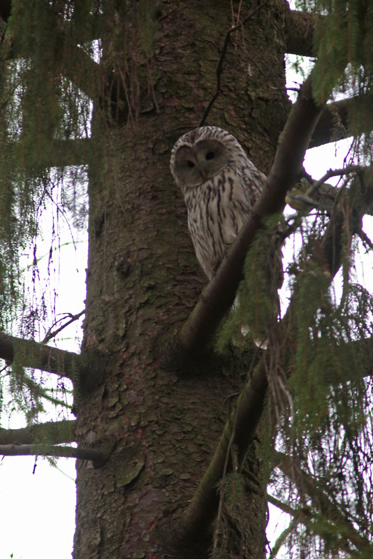 Viirup�ll� Ural Owl (Strix uralensis)