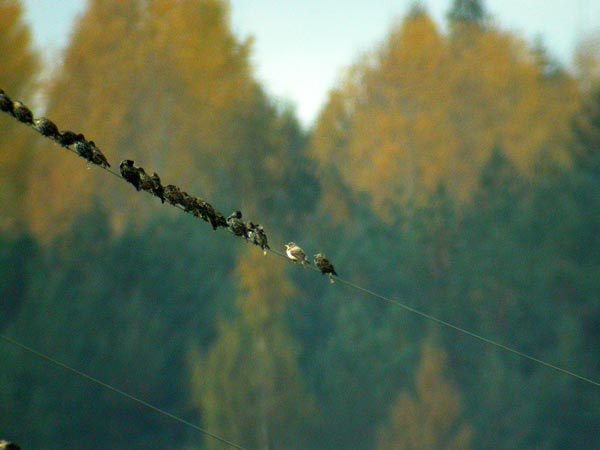 Punakottarainen