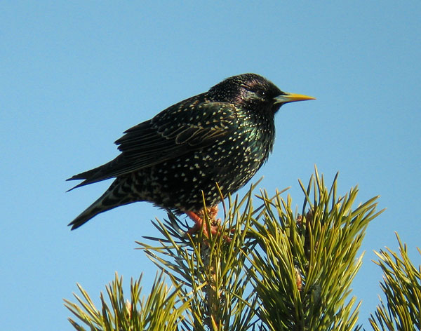 Kottarainen