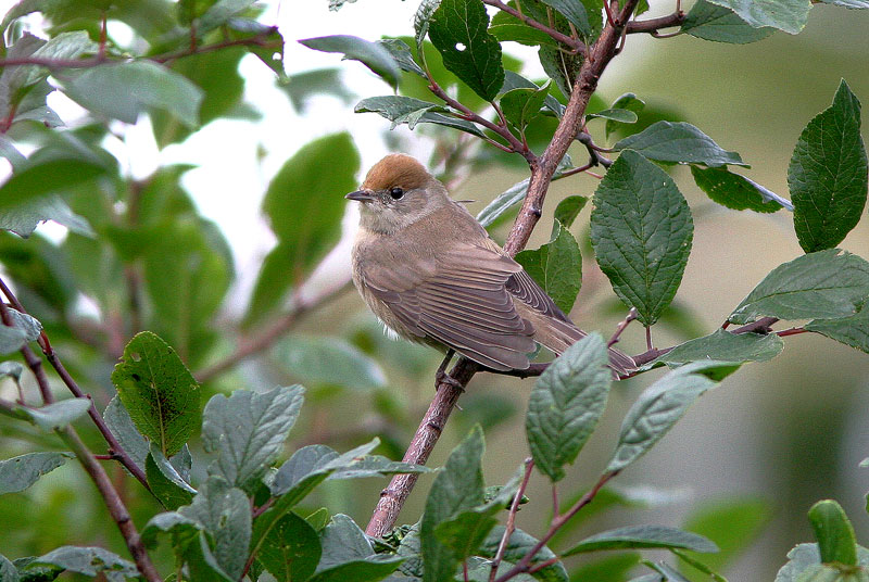 Mustap��kerttu (Sylvia atricapilla)