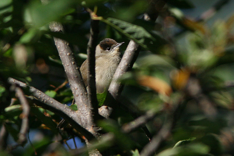 Mustap��kerttu (Sylvia atricapilla)