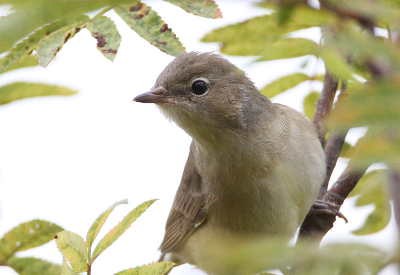 Lehtokerttu Garden Warbler (Sylvia borin)
