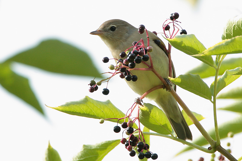 Lehtokerttu Garden Warbler (Sylvia borin)