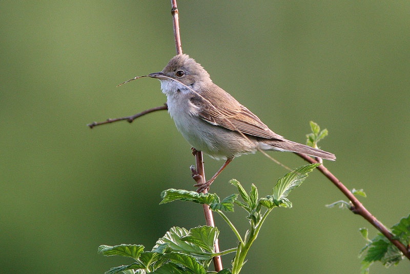 Pensaskerttu, Whitethroat (Sylvia communis)