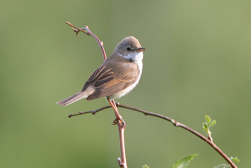 Pensaskerttu, Whitethroat (Sylvia communis)