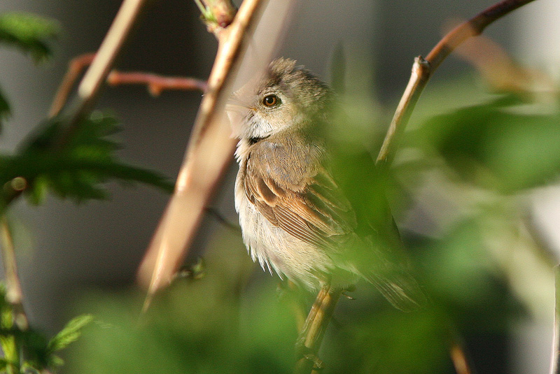 Pensaskerttu, Whitethroat (Sylvia communis)