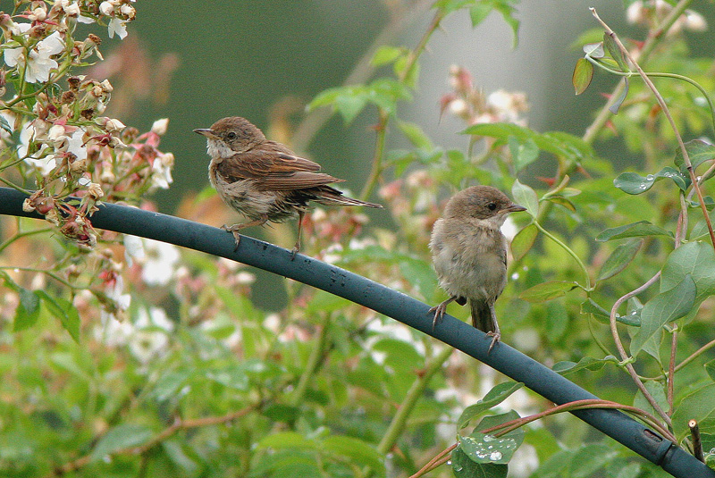 Pensaskerttu, Whitethroat (Sylvia communis)