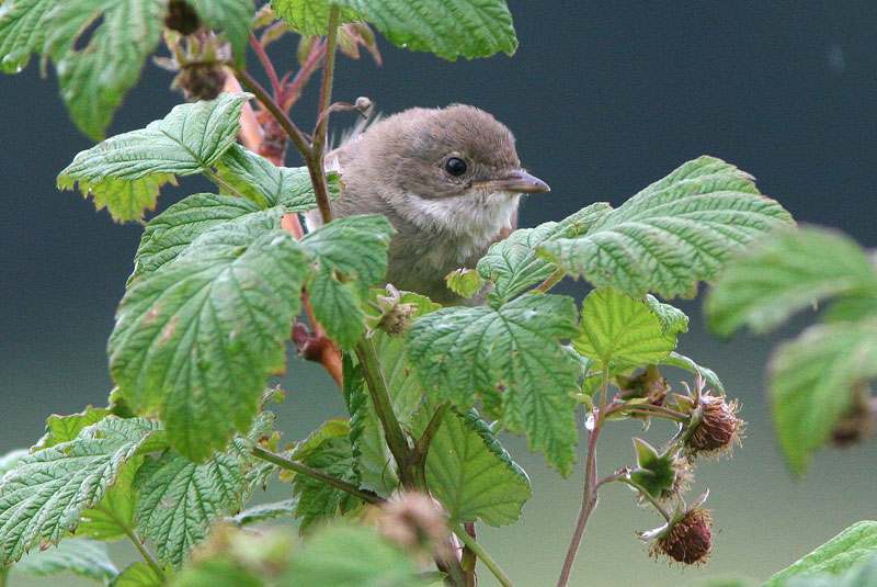 Pensaskerttu, Whitethroat (Sylvia communis)