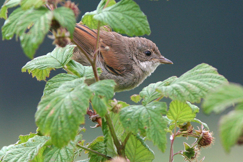 Pensaskerttu, Whitethroat (Sylvia communis)