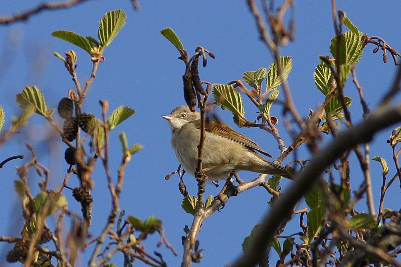 Pensaskerttu, Whitethroat (Sylvia communis)