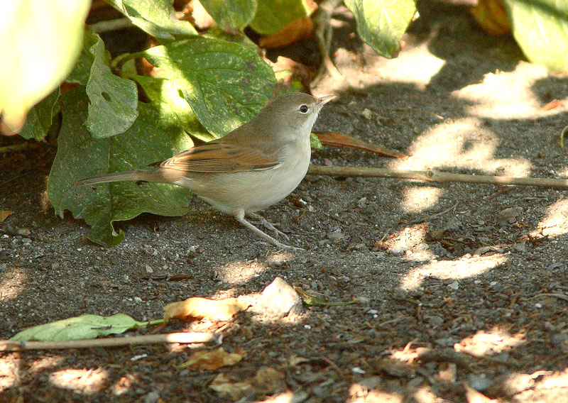 Pensaskerttu, Whitethroat (Sylvia communis)