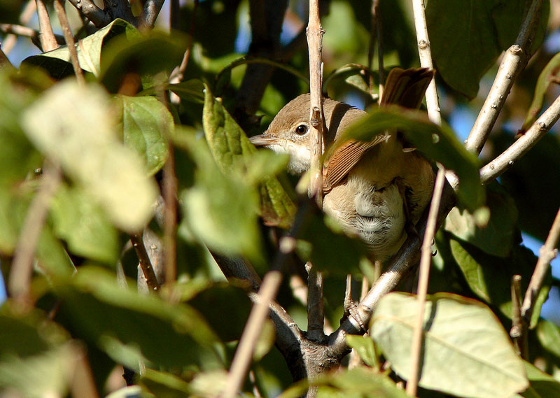Pensaskerttu, Whitethroat (Sylvia communis)