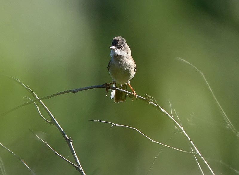 Pensaskerttu, Whitethroat (Sylvia communis)