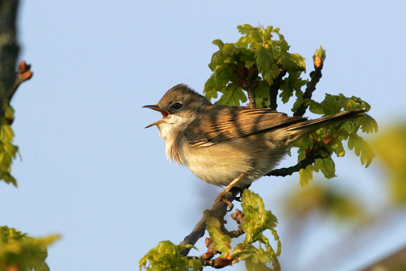 Pensaskerttu, Whitethroat (Sylvia communis)