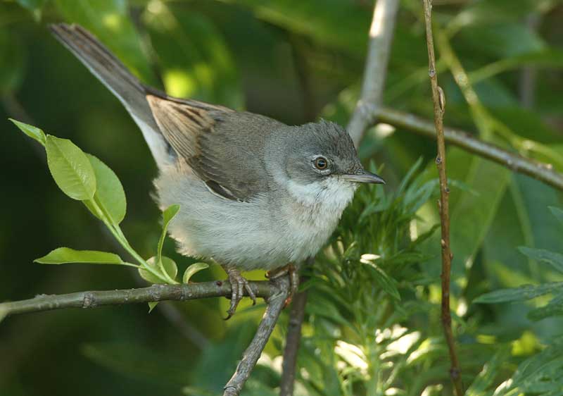 Pensaskerttu, Whitethroat (Sylvia communis)