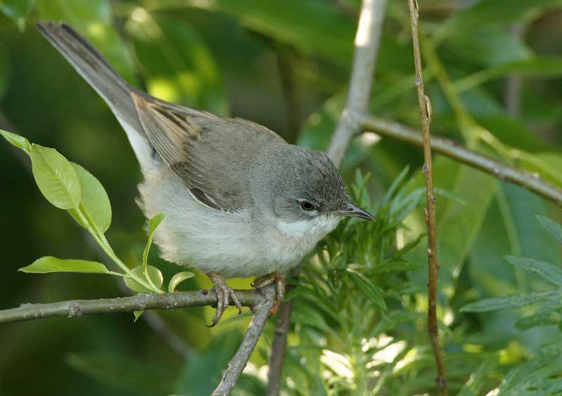Pensaskerttu, Whitethroat (Sylvia communis)