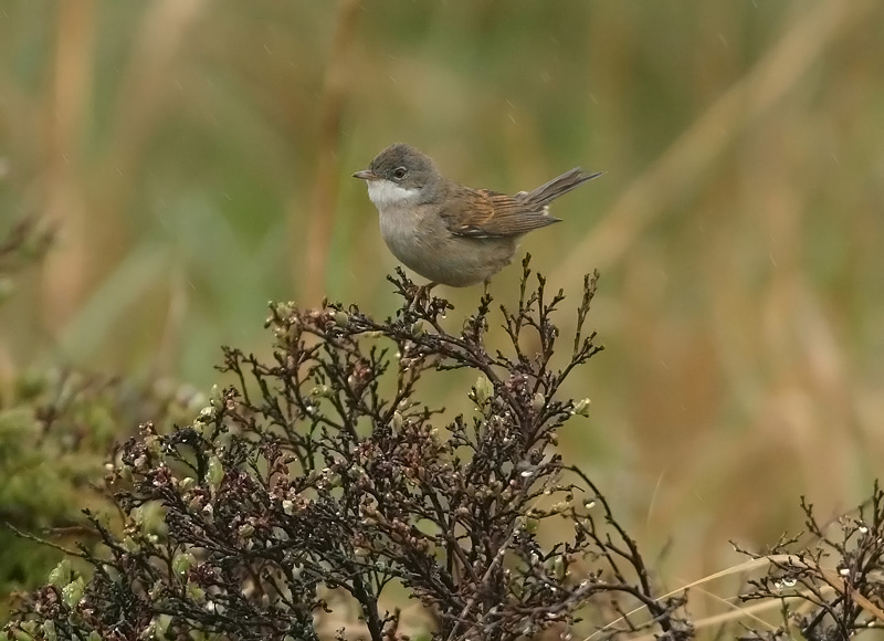 Pensaskerttu, Whitethroat (Sylvia communis)