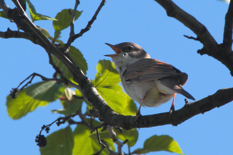 Pensaskerttu, Whitethroat (Sylvia communis)
