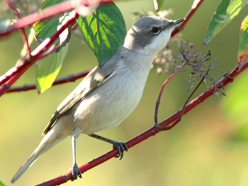 Hernekerttu (Sylvia curruca)