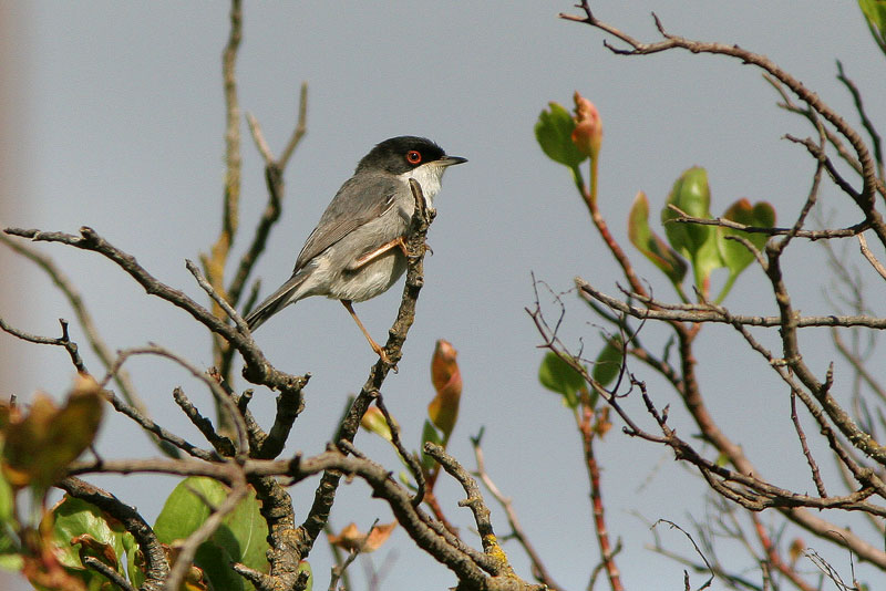 Samettip��kerttu Sylvia melanocephala