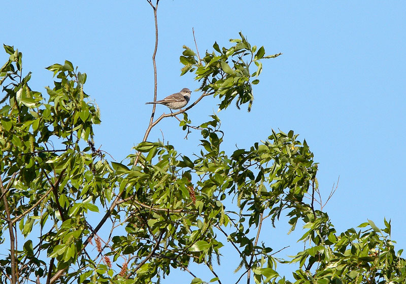 Kirjokerttu (Sylvia nisoria)