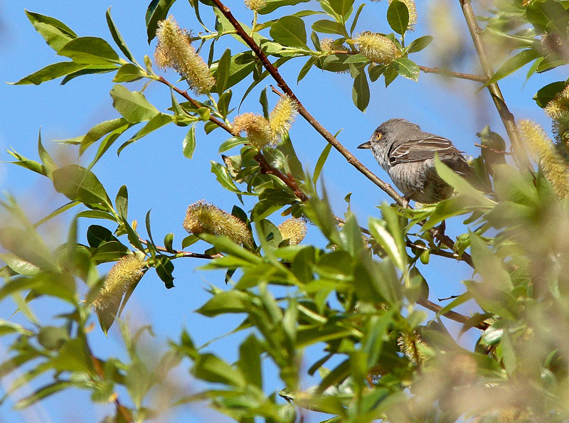 Kirjokerttu (Sylvia nisoria)