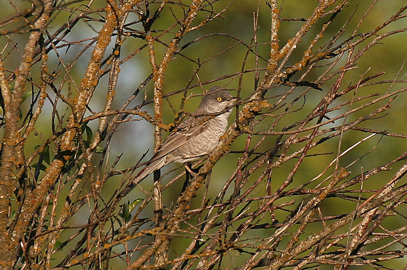 Kirjokerttu (Sylvia nisoria)