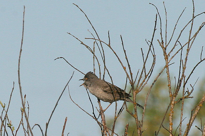 Kirjokerttu (Sylvia nisoria)