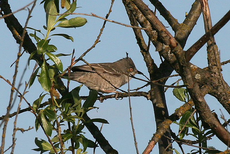 Kirjokerttu (Sylvia nisoria)