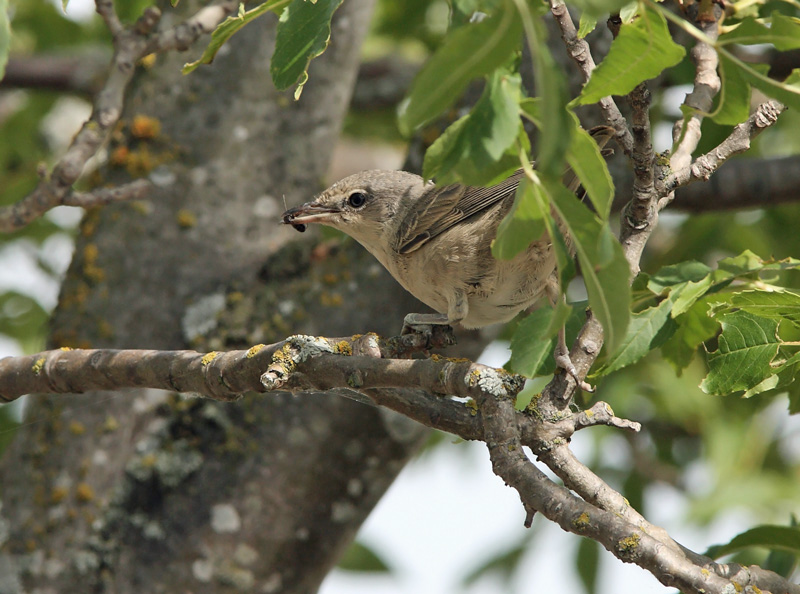 Kirjokerttu (Sylvia nisoria)