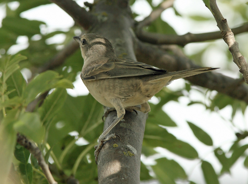 Kirjokerttu (Sylvia nisoria)