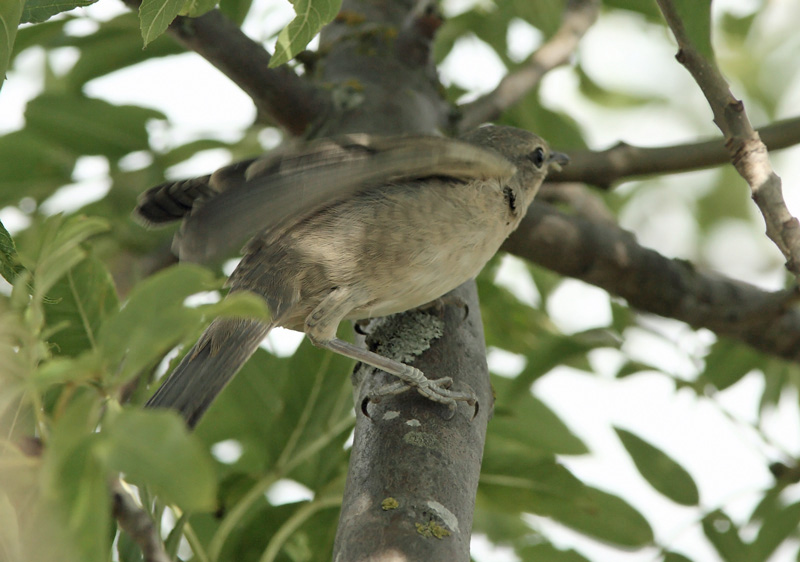 Kirjokerttu (Sylvia nisoria)