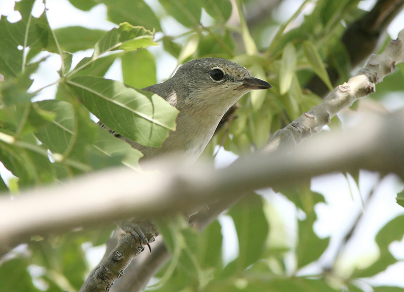 Kirjokerttu (Sylvia nisoria)