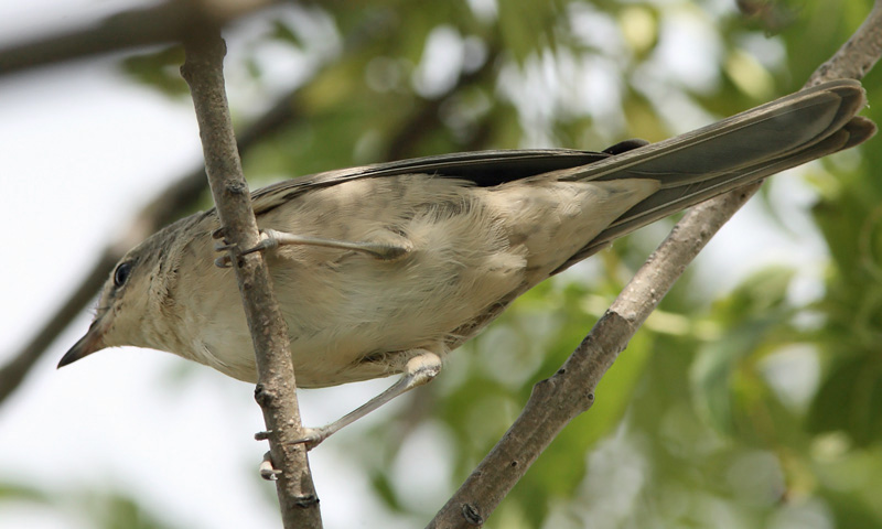 Kirjokerttu (Sylvia nisoria)