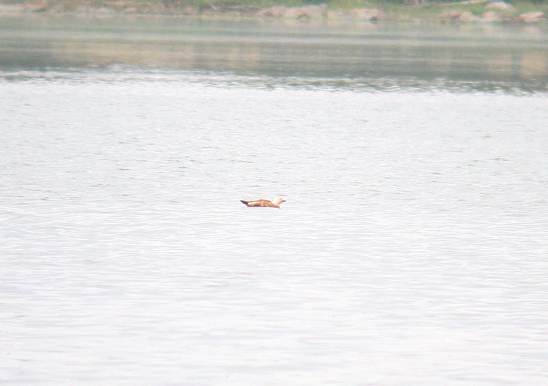 Ruostesorsa (Tadorna ferruginea)