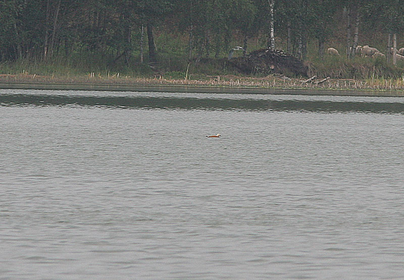 Ruostesorsa (Tadorna ferruginea)