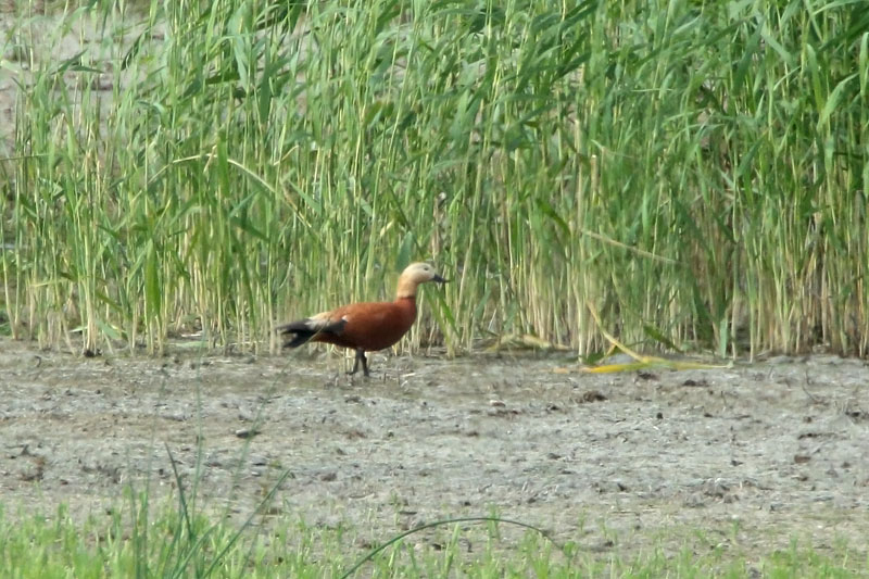 Ruostesorsa (Tadorna ferruginea)