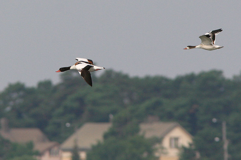 Ristisorsa