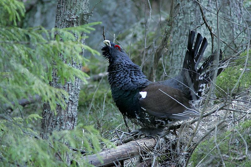 Metso Tetrao urogallus