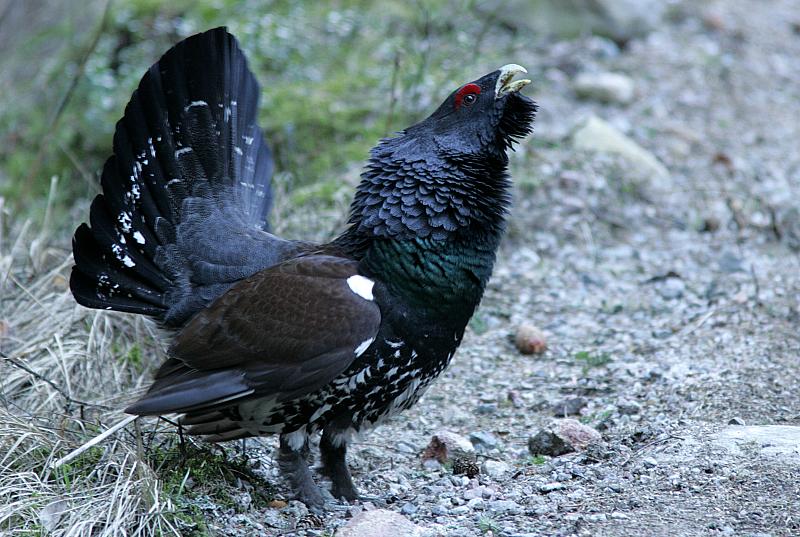 Metso Tetrao urogallus