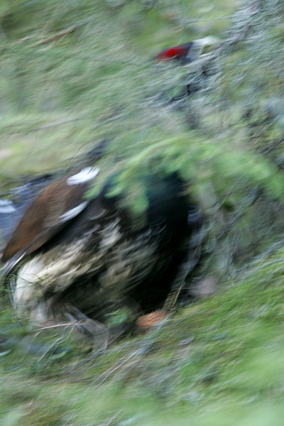 Metso Tetrao urogallus