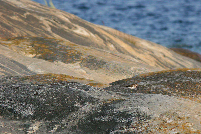 Rantasipi, Common Sandpiper (Actitis hypoleucos)