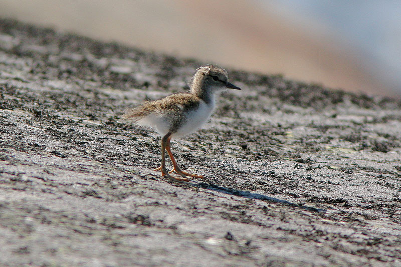 Rantasipi, Common Sandpiper (Actitis hypoleucos)