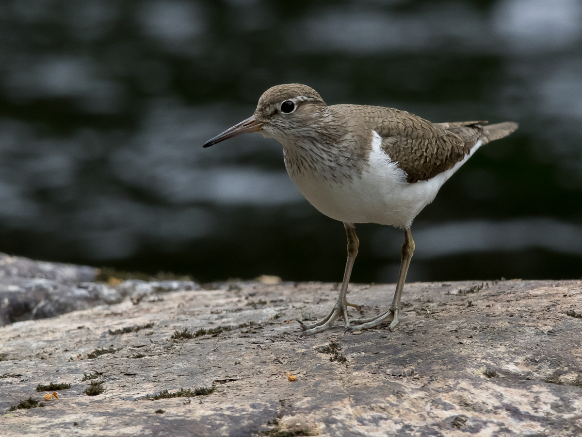 Rantasipi, Common Sandpiper (Actitis hypoleucos)