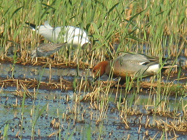 Lampiviklo