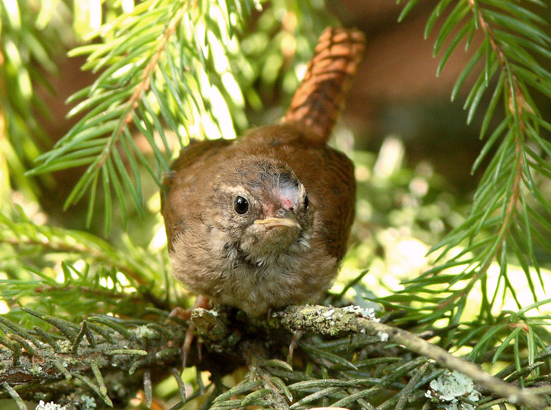Peukaloinen, Wren (Troglodytes troglodytes)