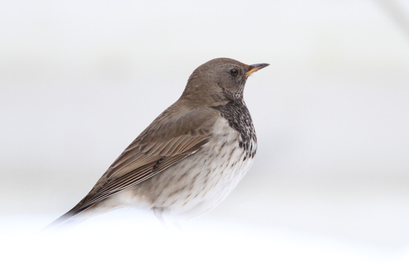 Mustakaularastas Turdus atrogularis