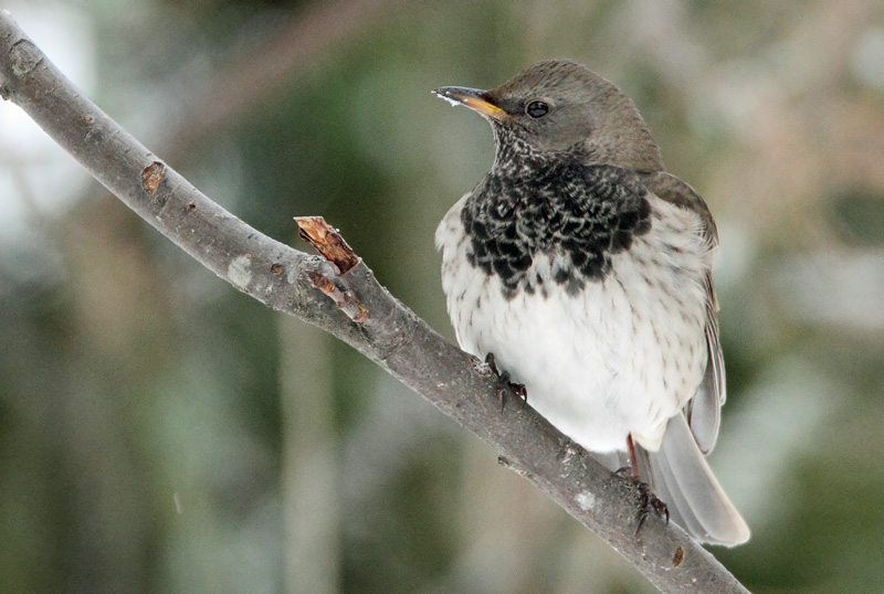 Mustakaularastas Turdus atrogularis